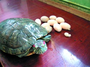 巴西龟一口气产蛋16枚(图)-巴西龟