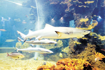 自然博物馆海洋世界迎来新品热带鱼(组图)-自然