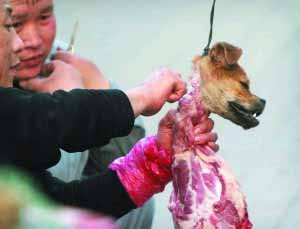 虐待动物 当街杀狗为何没完没了?(图)-虐待动物