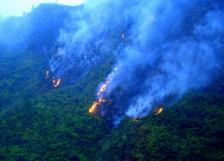 贵州桐梓近千亩森林被大火烧毁(组图)-贵州,森