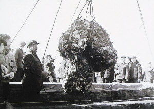 老照片:20世纪70年代塘沽年产海蟹2000吨(图
