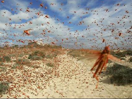 巨大蝗虫群席卷澳大利亚 百万亩粮草被啃光(图