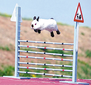 兔子跨栏赛 乐趣胜惊险-兔子,跳栏,丹麦,比赛,训练