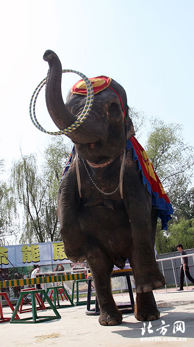 天津动物园邀请动物明星做客 两只才艺大象入