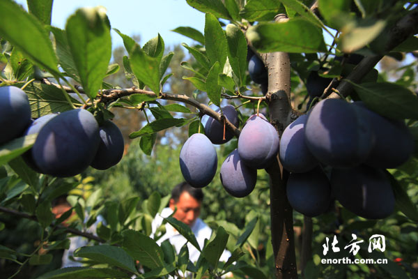 农业带头人精心种植进口水果 今迎来丰收之年