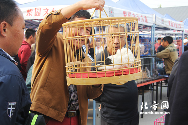 天津·梨园文化旅游节开幕 观赏鸽大赛受欢迎