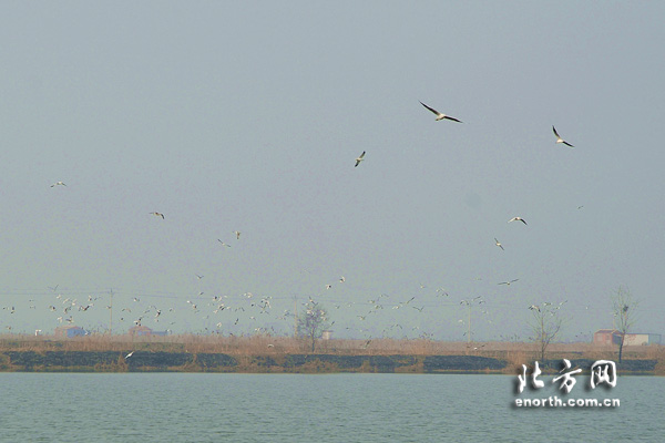 遗鸥等候鸟飞临天津武清大黄堡湿地自然保护区
