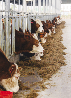 津城首个德国西门塔尔牛养殖基地正式投用(图