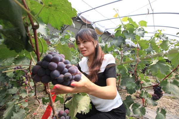 宁河最大无公害反季葡萄种植科技园投入使用